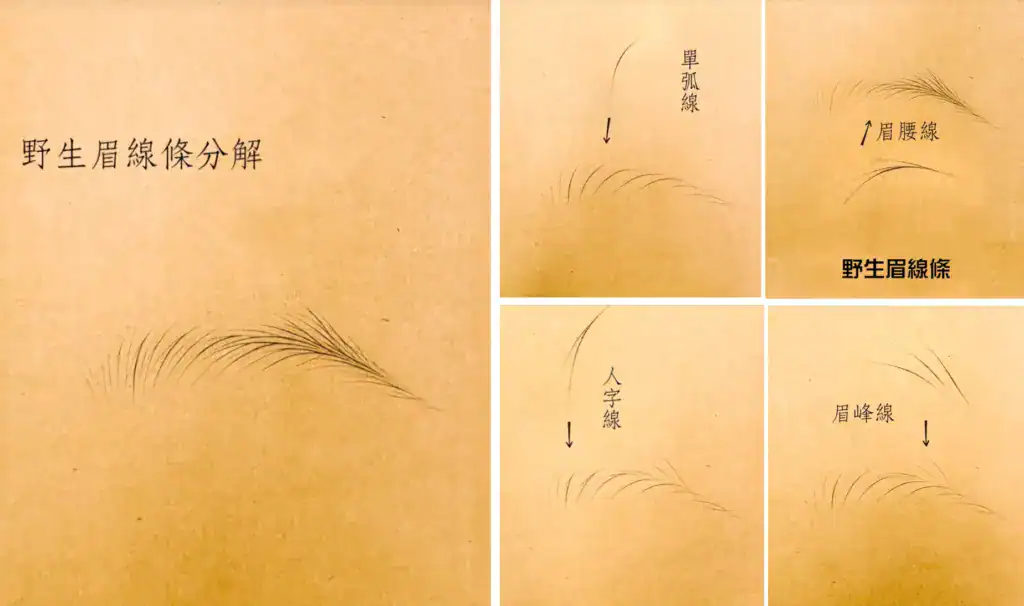 野生眉線條分解